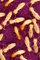 Termite Inspection Perth image 2